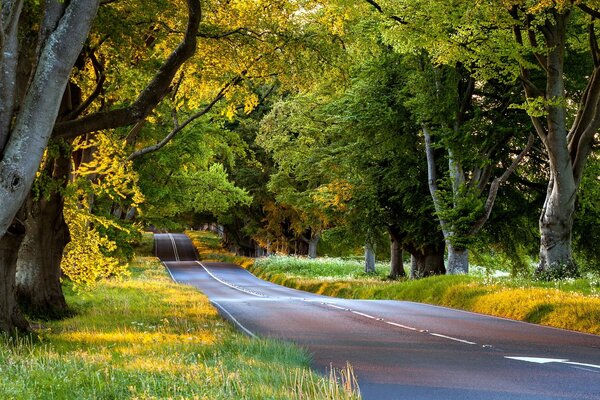 The road along the big autumn trees