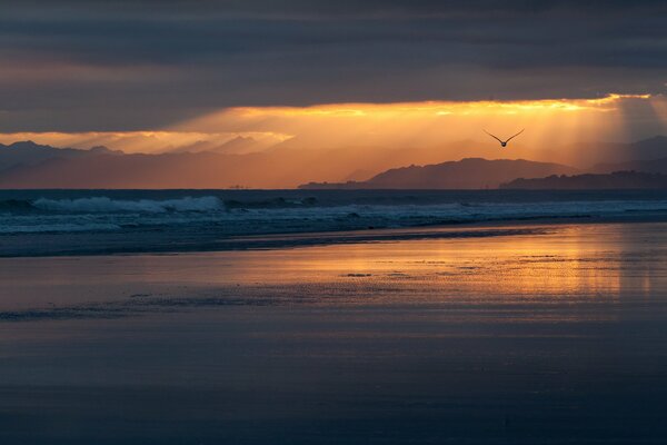 The flight of a bird at an orange sunset