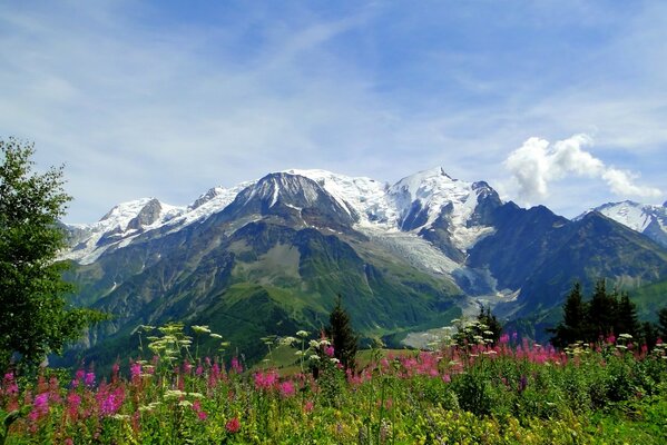 Prato fiorito di montagna alpina. Monte Bianco