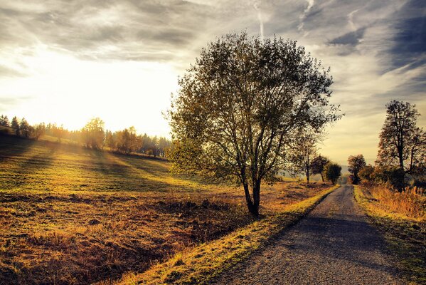 Un albero solitario si trova in fondo alla strada