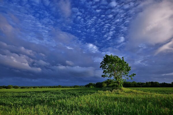 A green tree against a background of clouds in the middle of a field