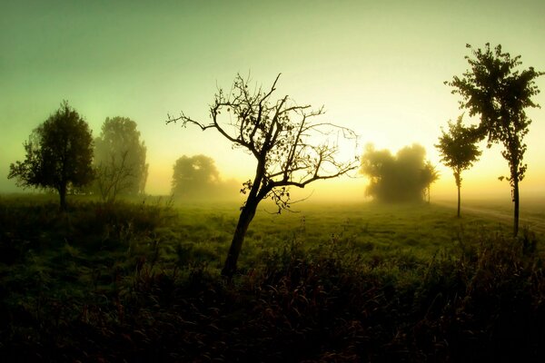 Landscape of a foggy morning in the field