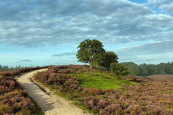 Nature. The road through the field in summer