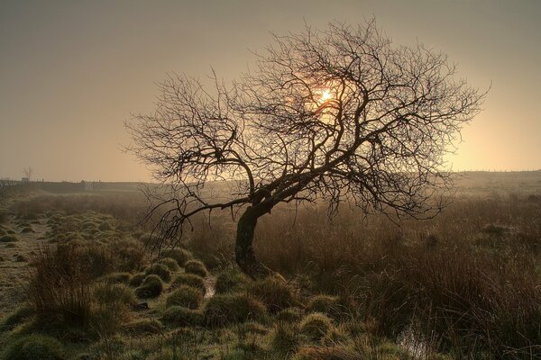 Árbol solitario en el fondo de la puesta de sol