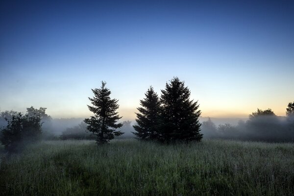 Paysage du matin dans un champ