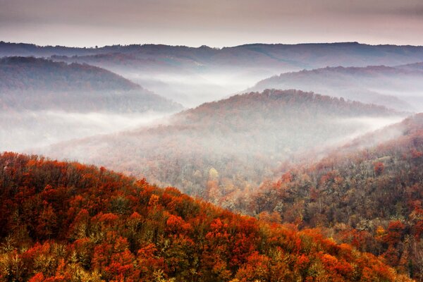 Осень дерево природа и лес