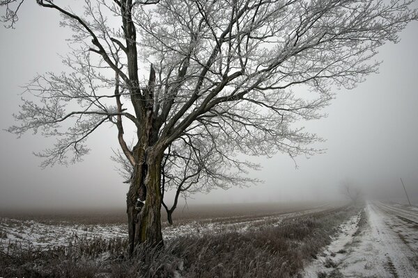 Paisaje de invierno con un árbol y un camino nevado