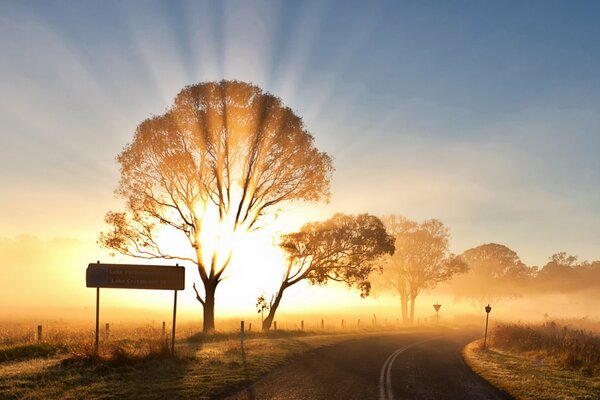 Landscape of trees on which the sun is scorching