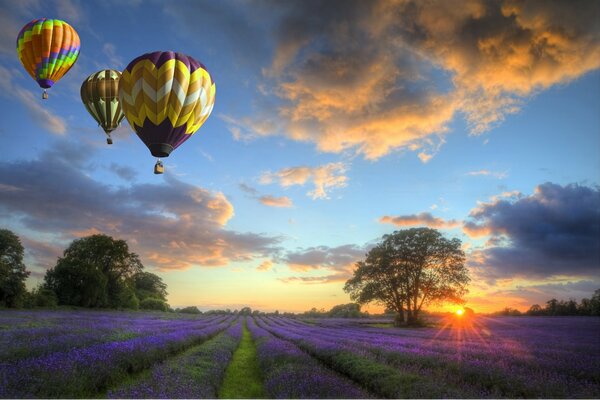 Balloons fly over a field of flowers at sunset