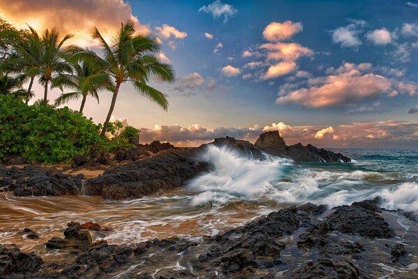 Paesaggio di palme alte e Spiaggia con pietre sulla costa dell Oceano Pacifico nel territorio di Gawai