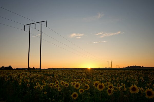 Sonnenblumen in Schweden vor dem Hintergrund des Abenduntergangs der Sonne