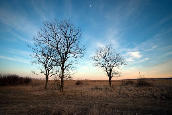 Landscape of bare trees against the sky