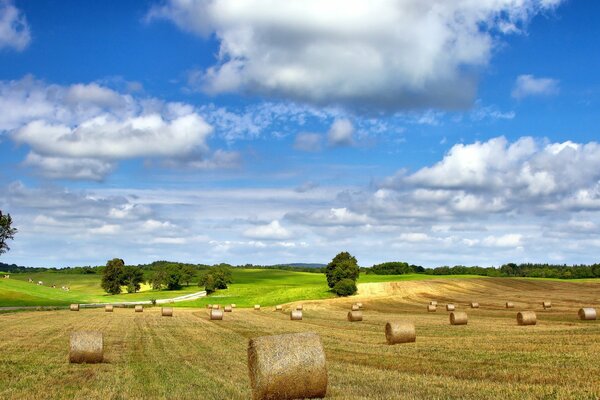 Beautiful rural sowing fields