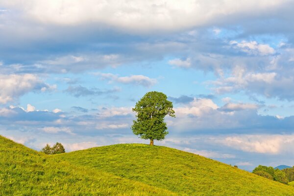 Landscape of one tree , field and sky