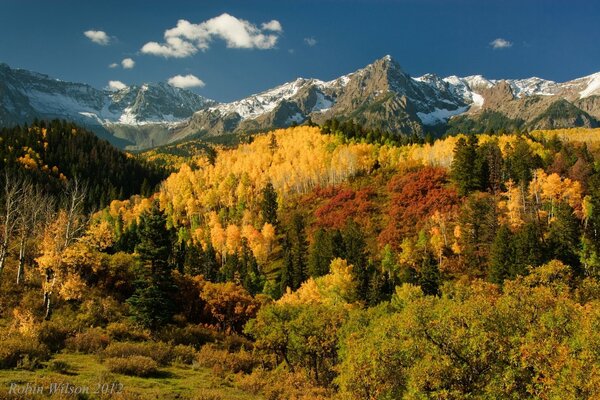 Stagione autunnale bella foresta