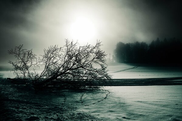 Negro blanco sombrío paisaje de invierno