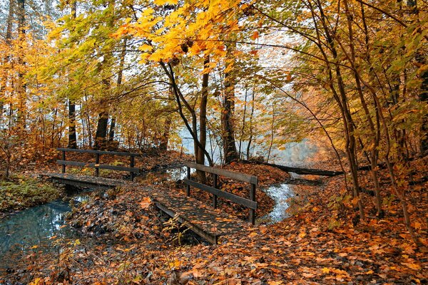 Parque con alfombra de hojas y puente sobre el arroyo