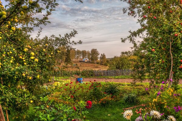 Landscape of a summer garden with many plants