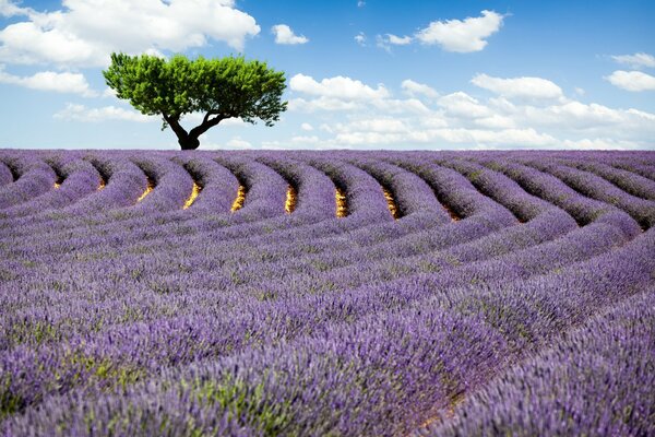 Un árbol en flor en medio de un campo de lavanda