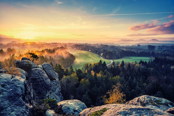 Matin dans la belle forêt