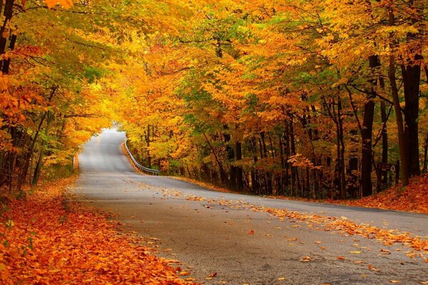 Autumn road stretching into the distance