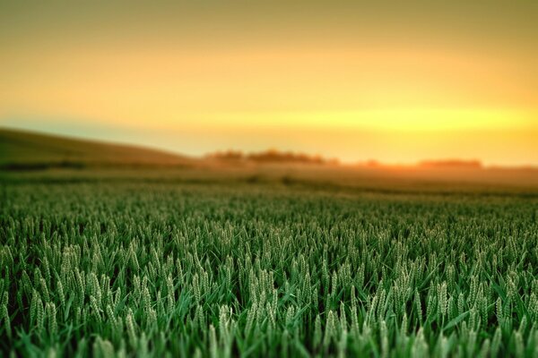 Natural beauty: dawn, sky, grass