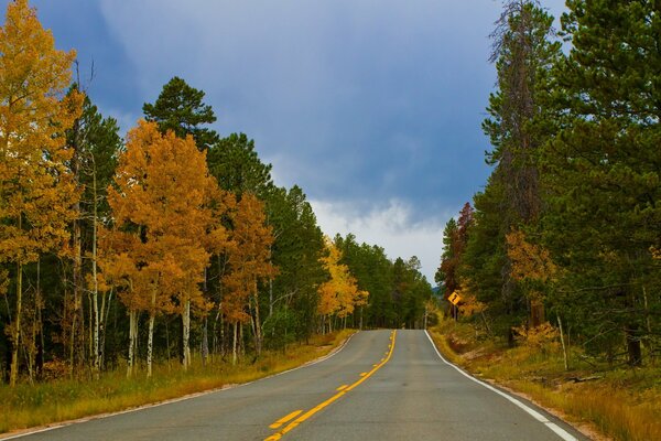 Forest lane of the road autumn pine spruce