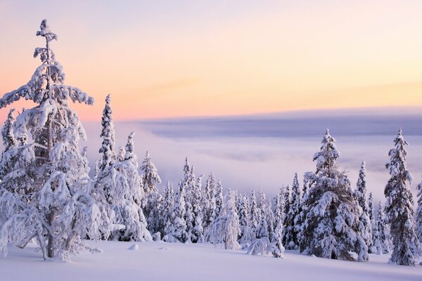 Winter landscape with snow-white Christmas trees