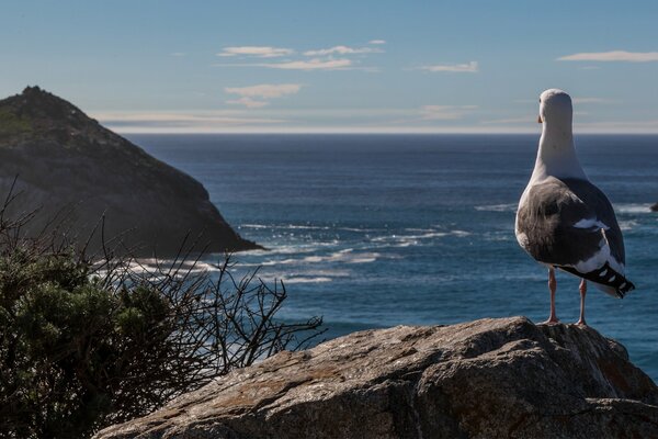 Die Möwe steht auf einem Stein und blickt auf das Meer