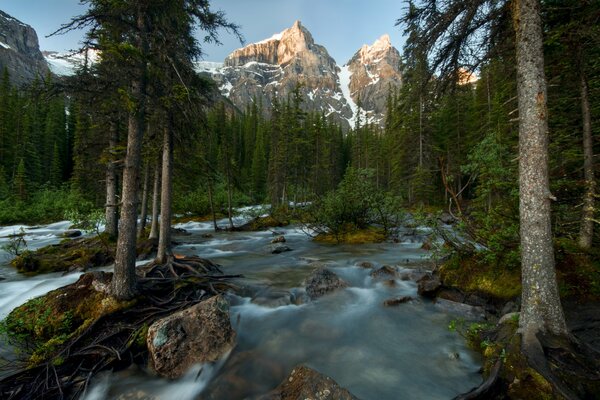 Paysage au bord de la rivière dans le parc National Banff