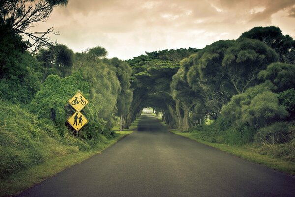 Camino bajo el arco de las copas de los árboles