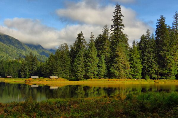 Forest on the lake shore