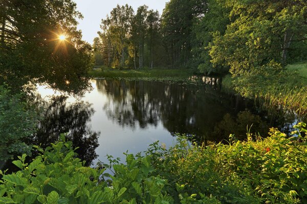 Surface du lac en Suède près de l herbe et des arbres