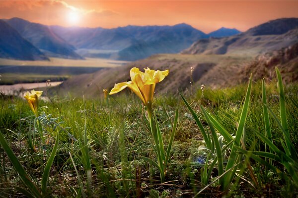 Fleur jaune, jeune herbe verte sur fond de montagnes