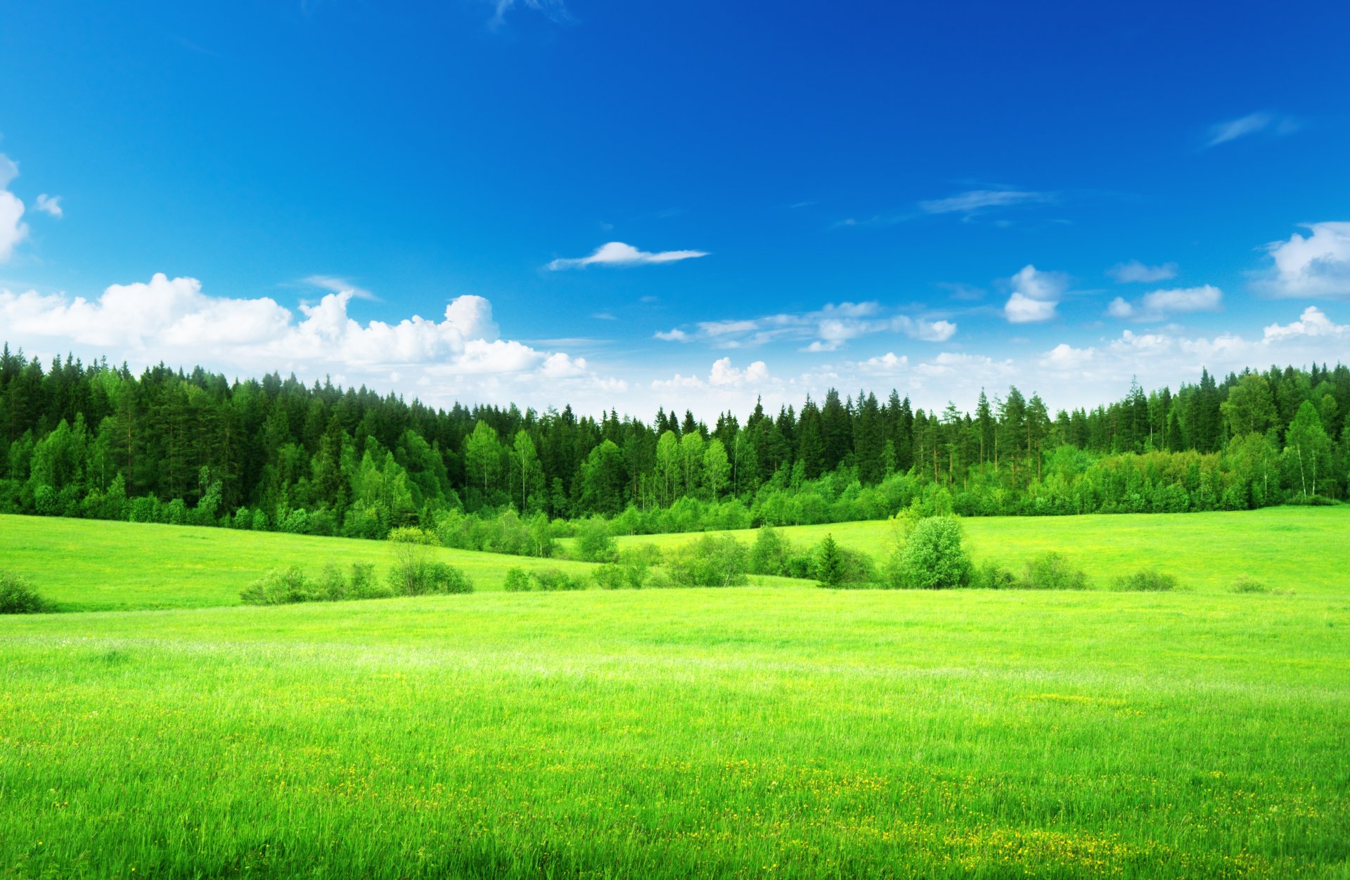 natur feld gras grün hellgrün wald bäume himmel wolken