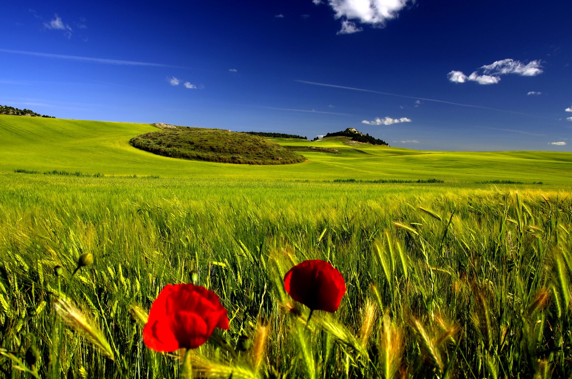 ciel été champ épillets coquelicot