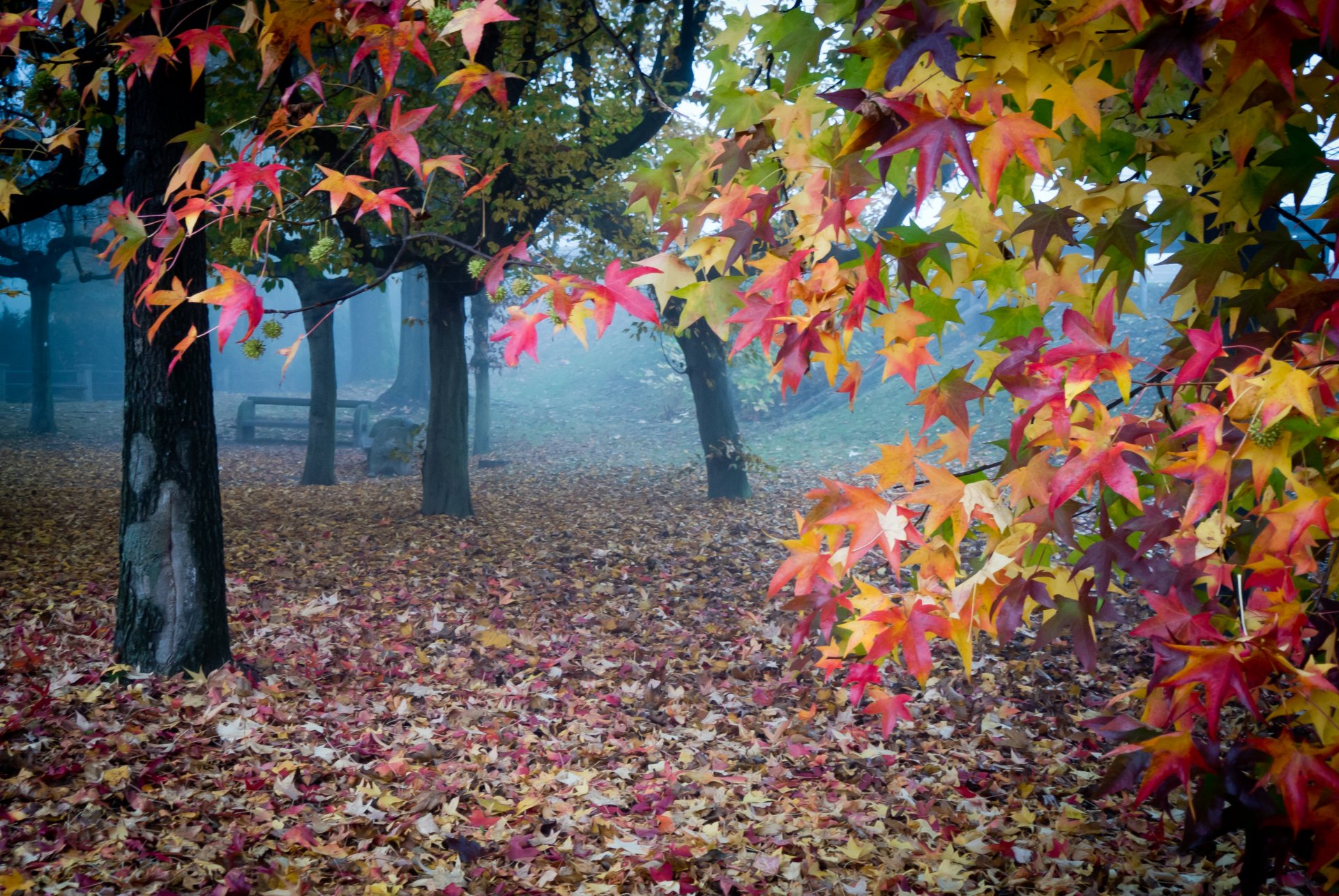 giardino autunno foglie nebbia