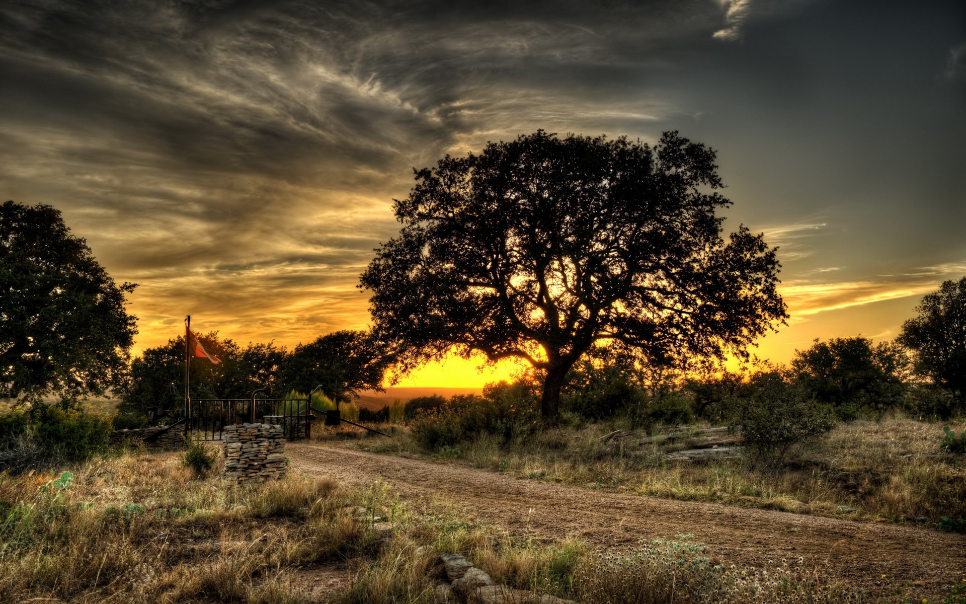 unset road tree landscape