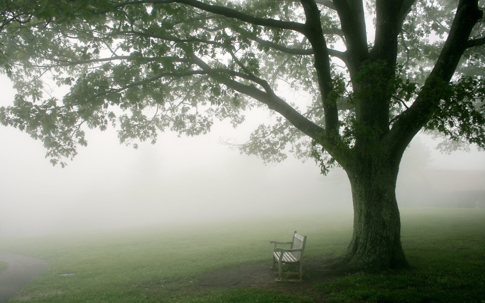 matin brouillard arbre banc