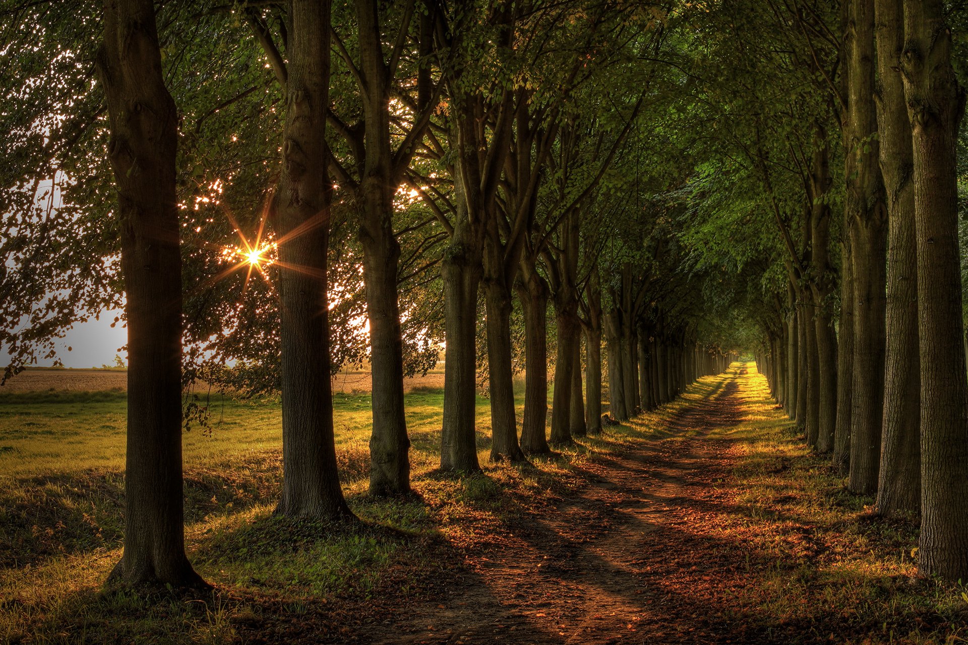 straße bäume licht landschaft