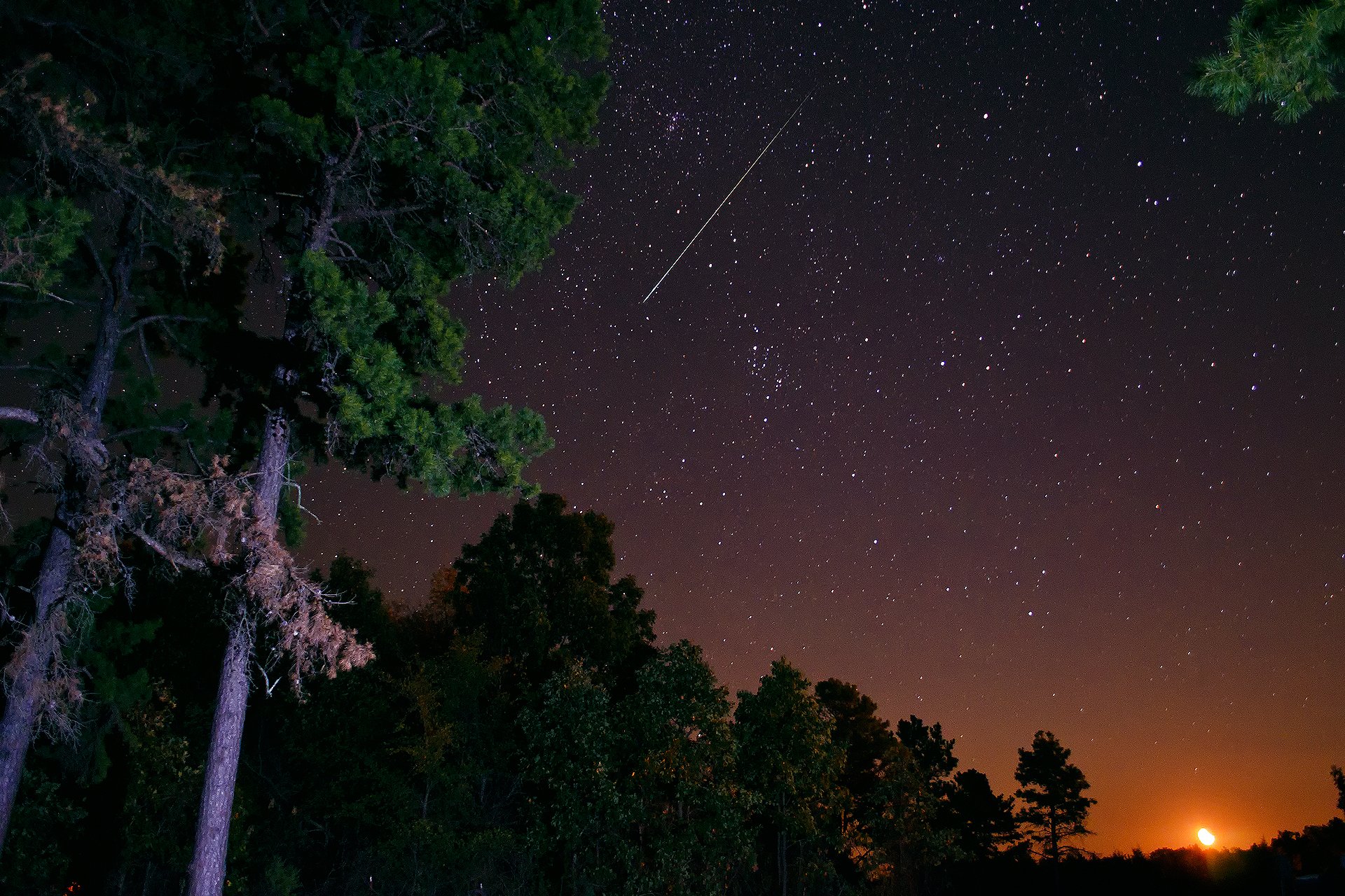 nuit ciel étoiles forêt pins arbres lune