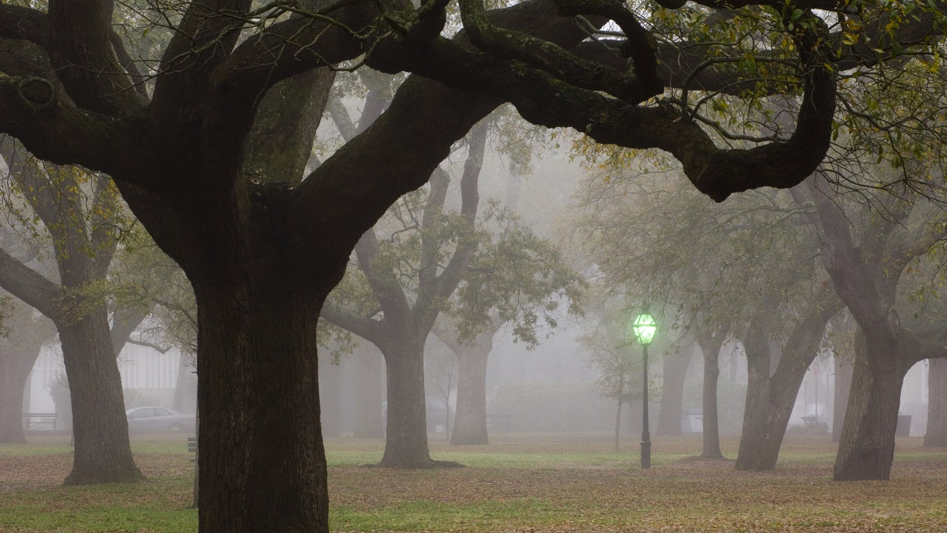 arbres brouillard lanterne ville