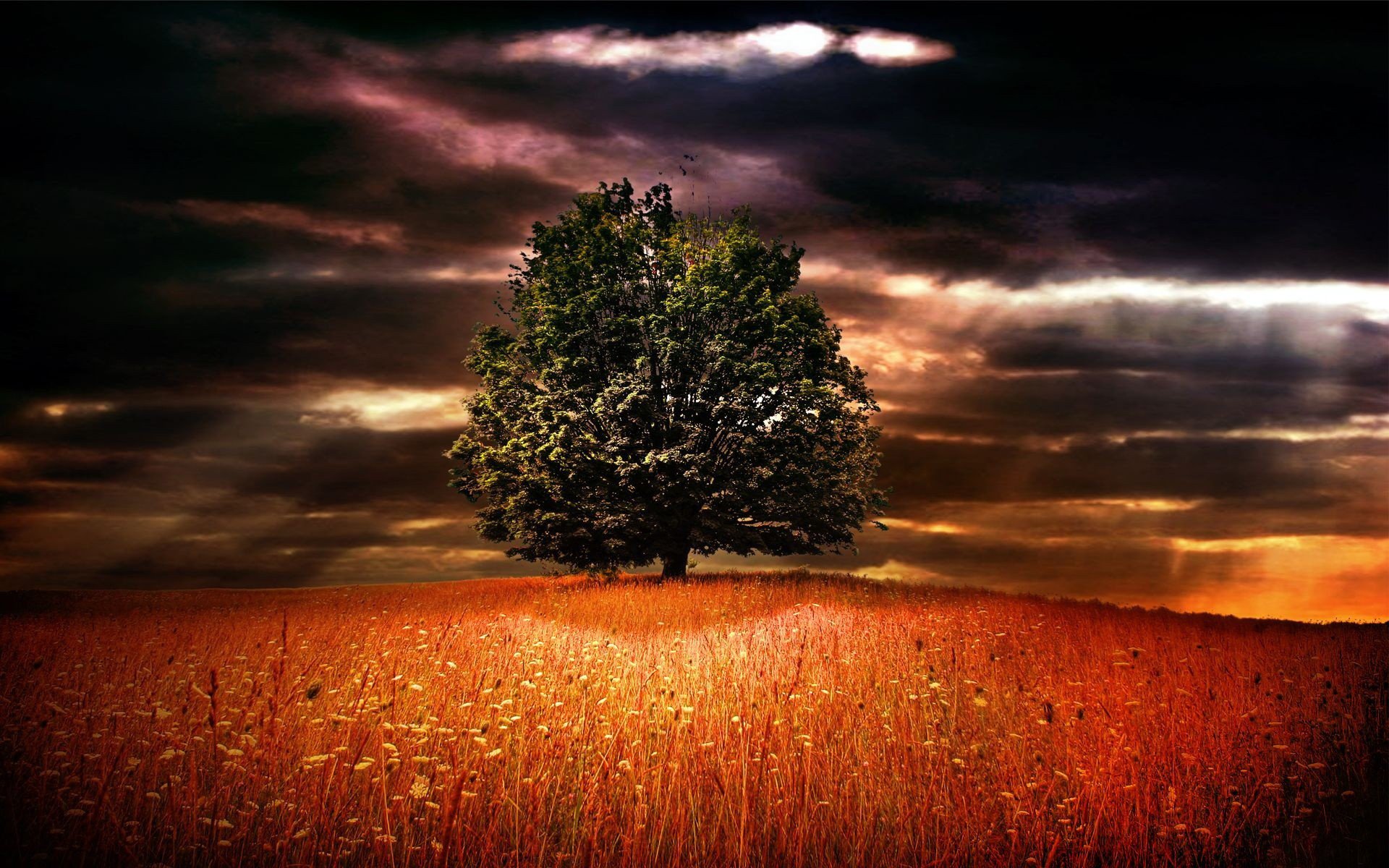 campo erba fiori natura albero orizzonte cielo nuvole nuvole cupo raggi lucernari