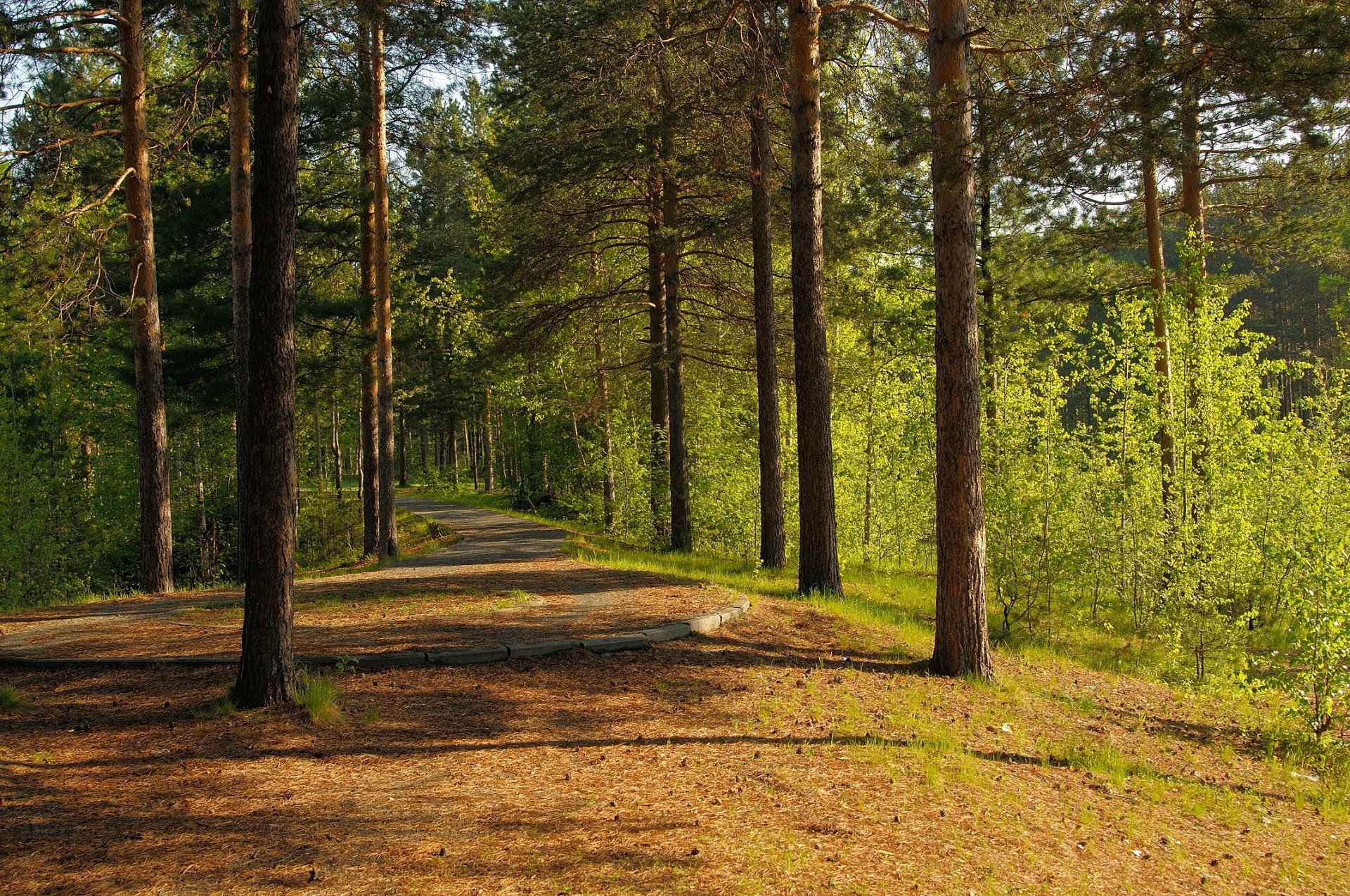 ummer forest road