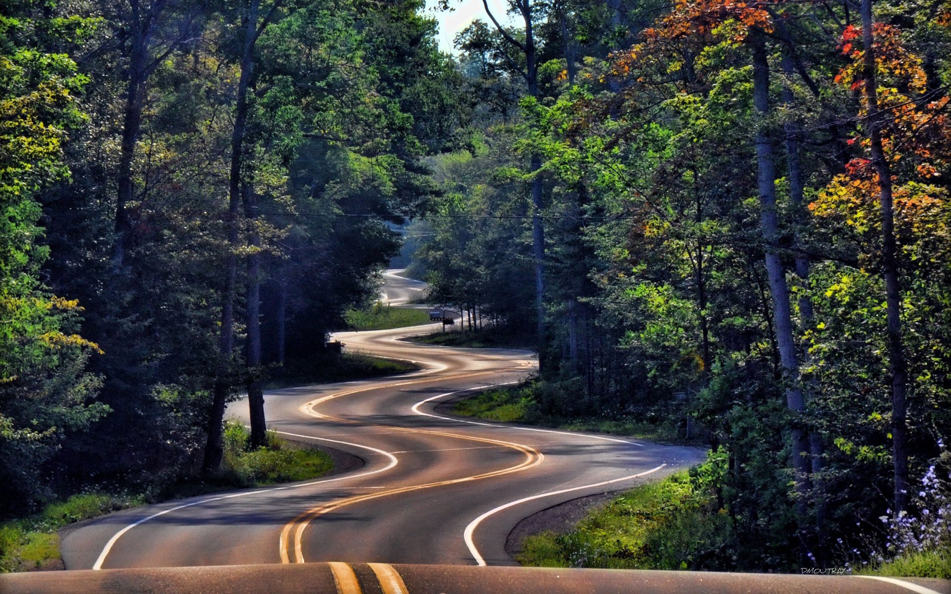 forest road winding nature landscape