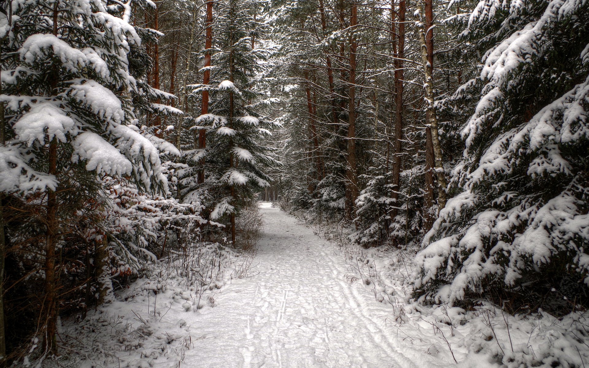 foresta abete rosso conifere inverno neve tracce sentiero