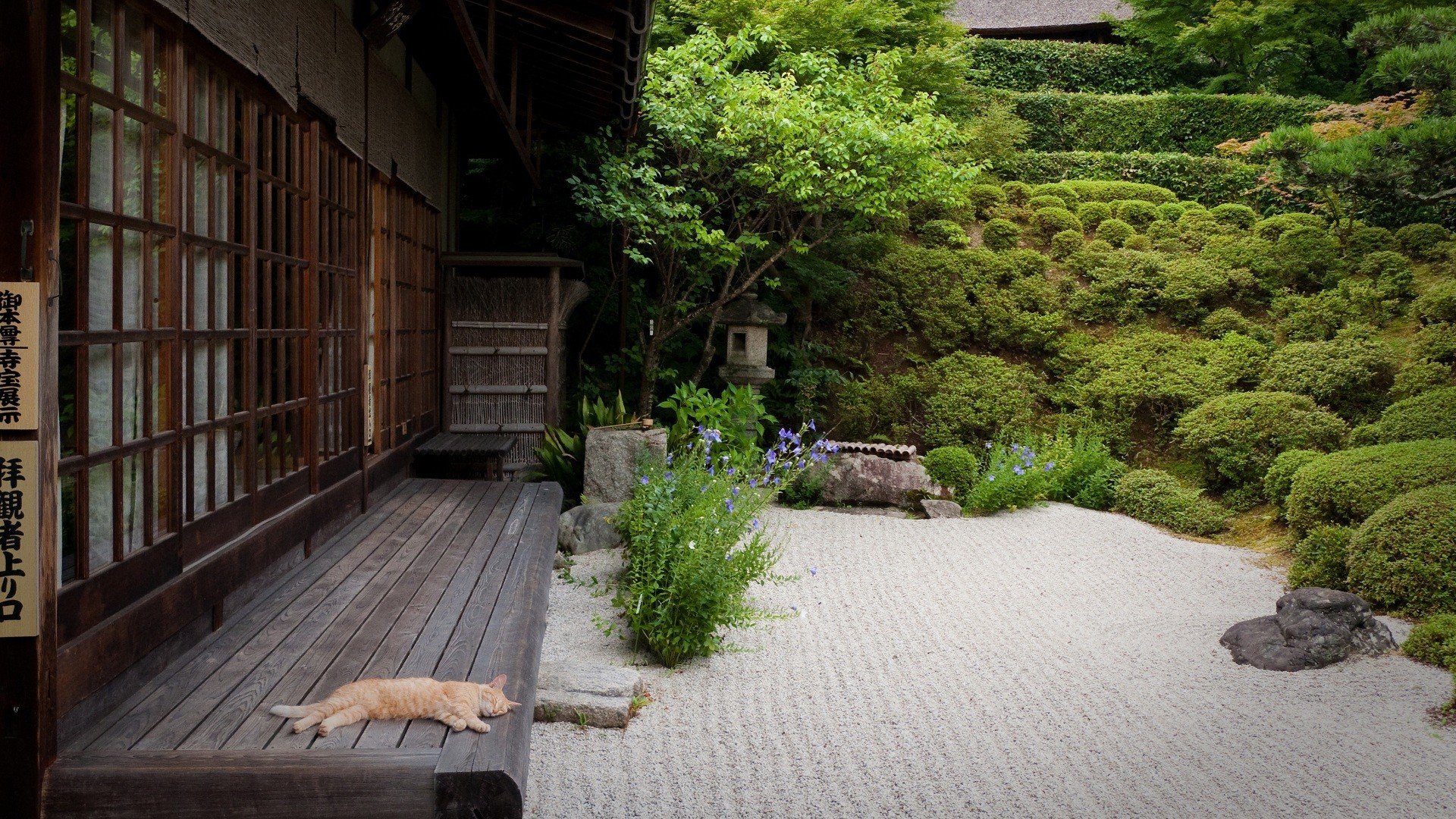 japan haus garten hof sand katze katze bäume büsche