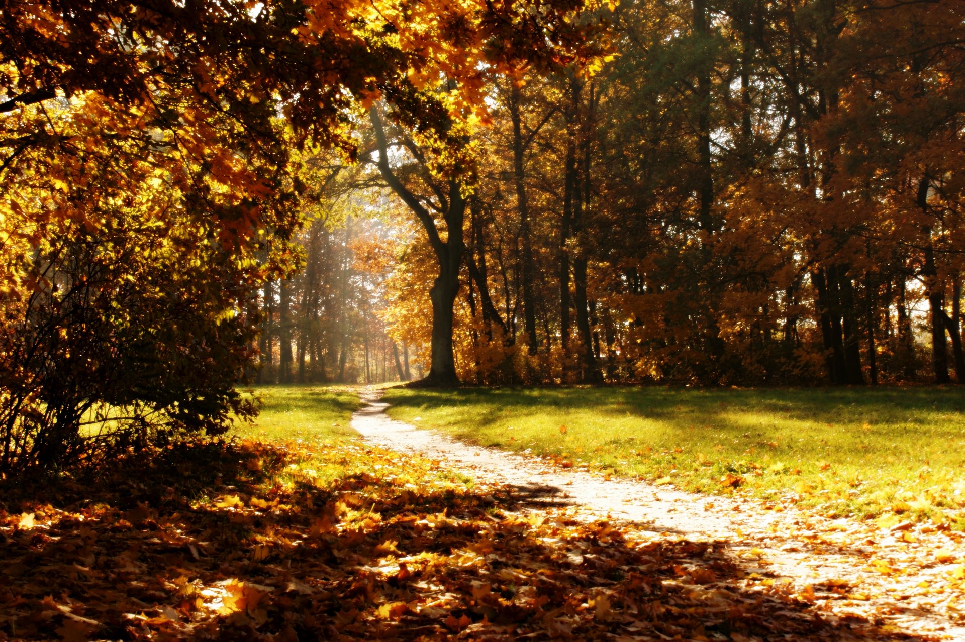 herbst park weg natur