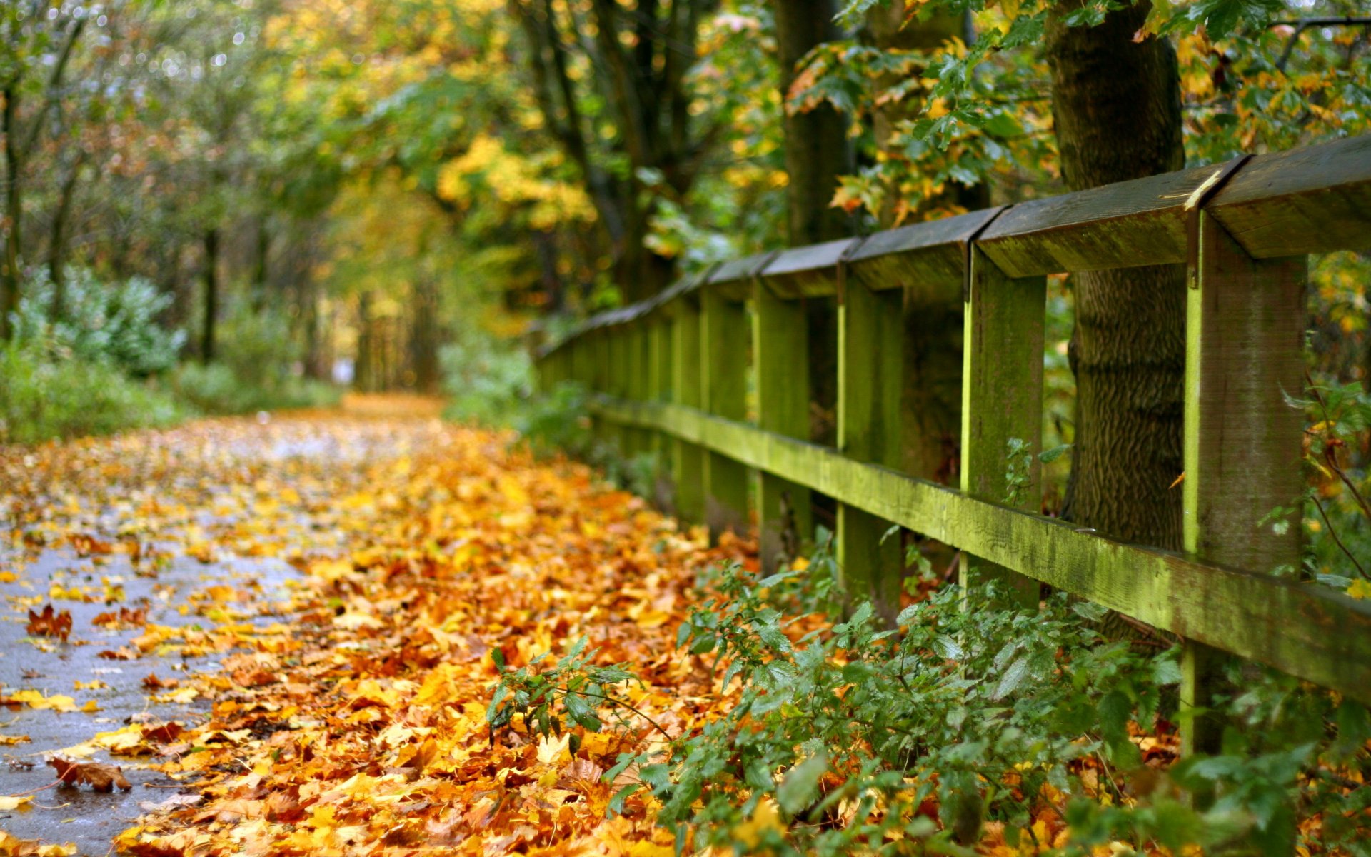 zaun straße blätter herbst