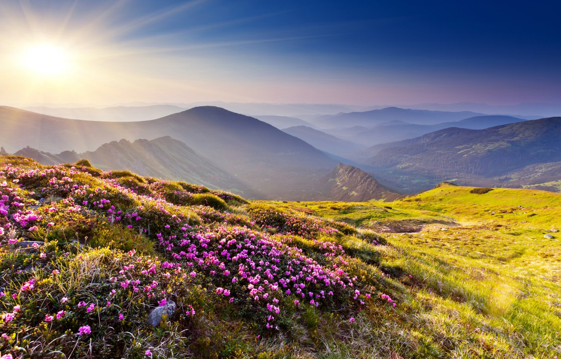 montagnes collines soleil rayons fleurs azalée herbe pierres nature